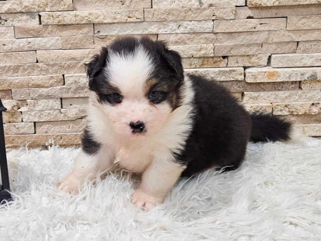 Australian Shepherd puppy for sale