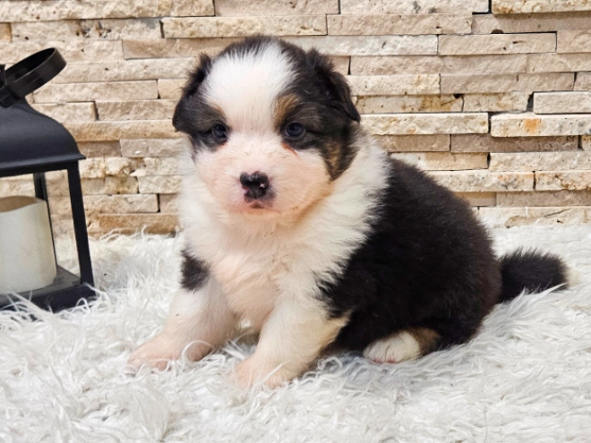 Australian Shepherd puppy for sale
