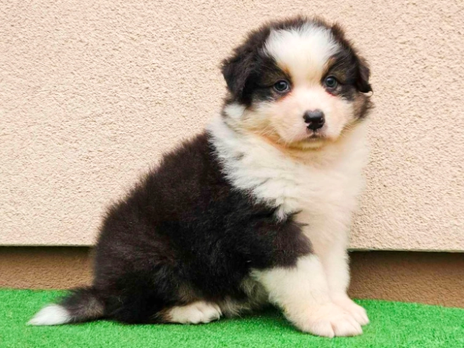 Australian Shepherd puppy for sale