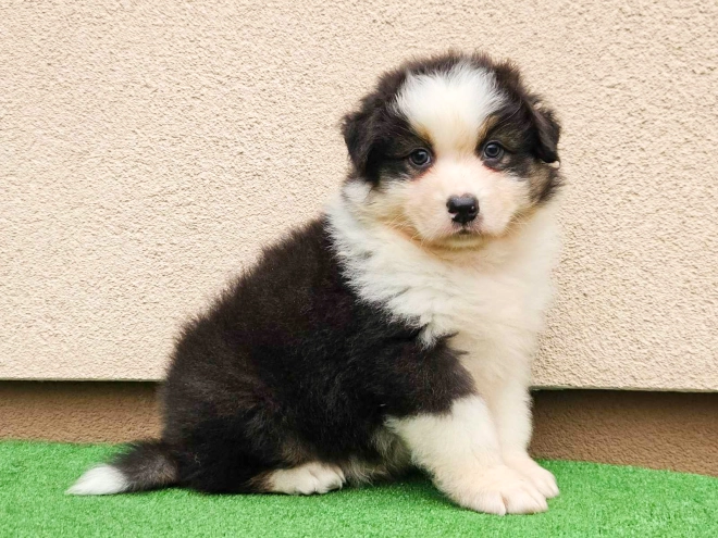 Australian Shepherd puppy for sale