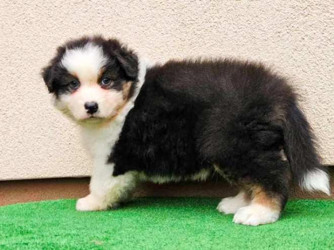 Australian Shepherd puppy for sale