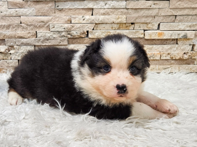 Australian Shepherd puppy for sale