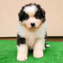 Tempe, black tricolor Australian Shepherd for sale