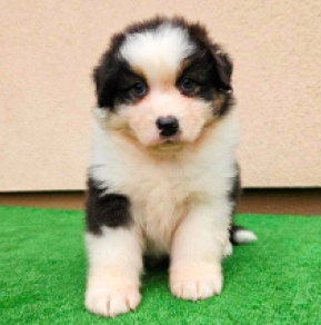 Tempe, black tricolor Australian Shepherd for sale