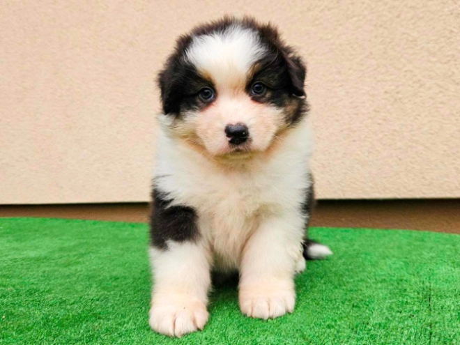 Australian Shepherd puppy for sale
