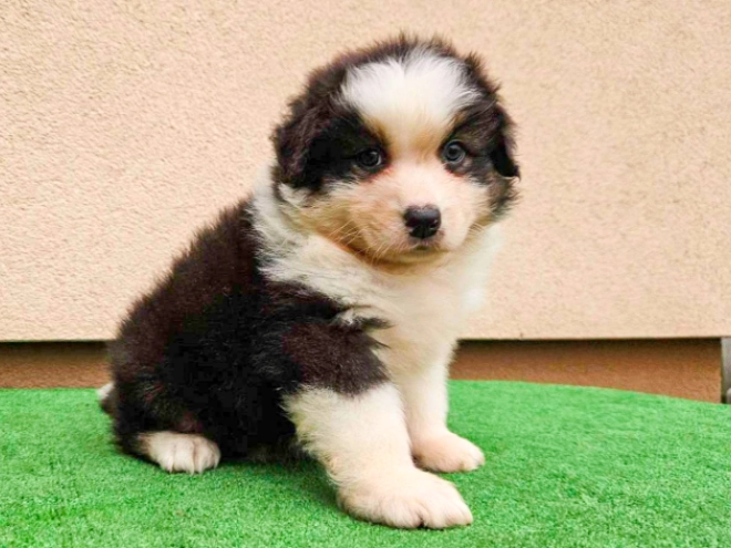 Australian Shepherd puppy for sale