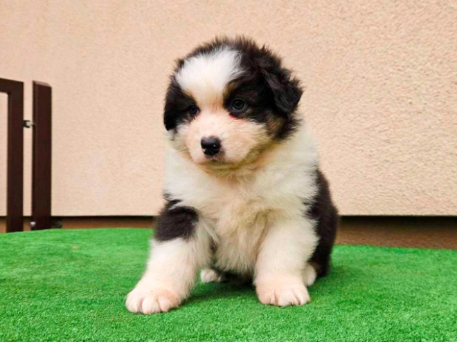 Australian Shepherd puppy for sale