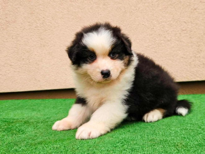 Australian Shepherd puppy for sale