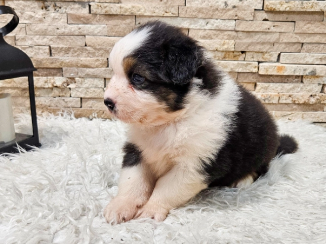 Australian Shepherd puppy for sale