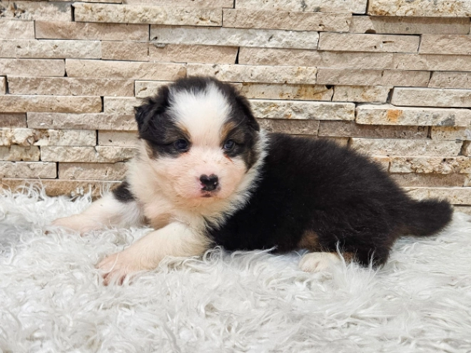 Australian Shepherd puppy for sale
