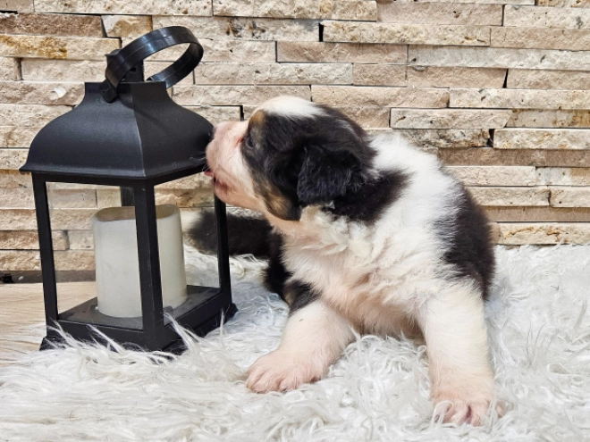 Australian Shepherd puppy for sale