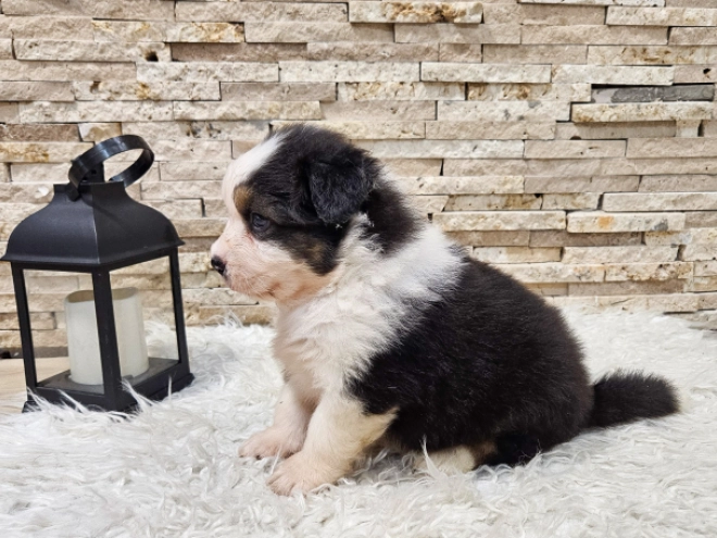 Australian Shepherd puppy for sale