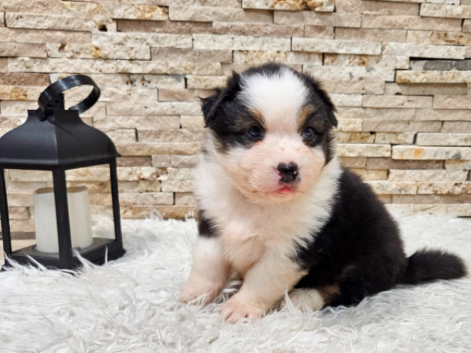 Australian Shepherd puppy for sale