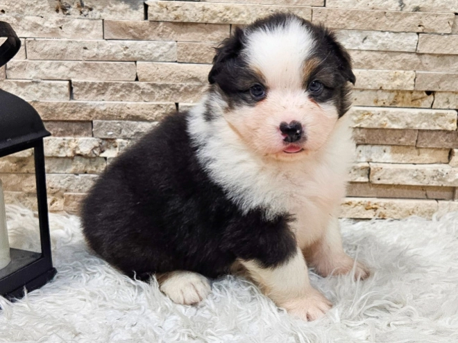 Australian Shepherd puppy for sale