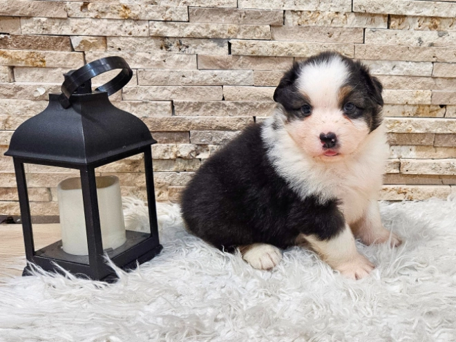 Australian Shepherd puppy for sale