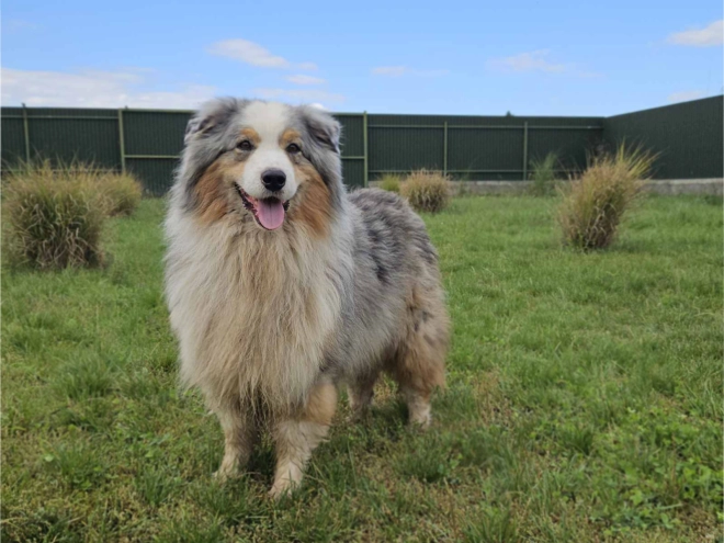 Australian Shepherd puppy for sale