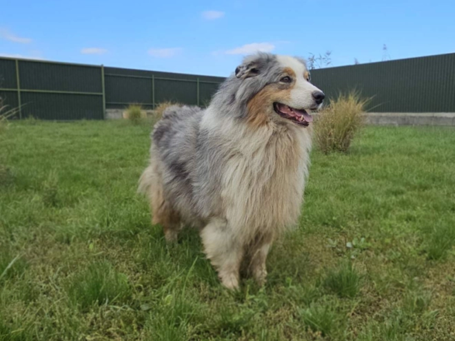 Australian Shepherd puppy for sale
