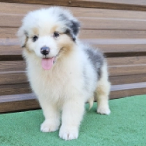 Cinder, blue merle Australian Shepherd for sale
