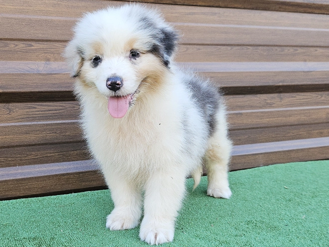 Australian Shepherd puppy for sale