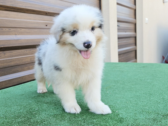 Australian Shepherd puppy for sale