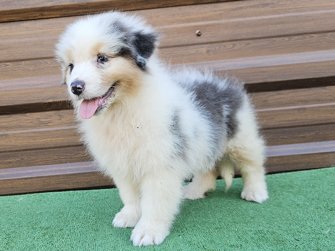 Australian Shepherd puppy for sale