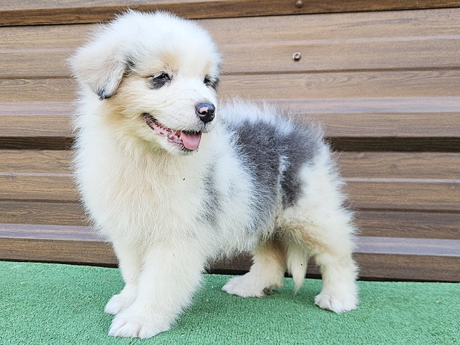 Australian Shepherd puppy for sale