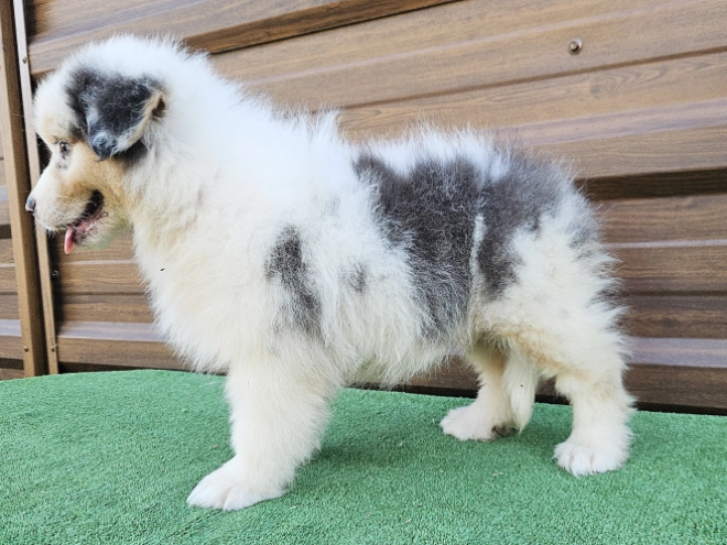 Australian Shepherd puppy for sale