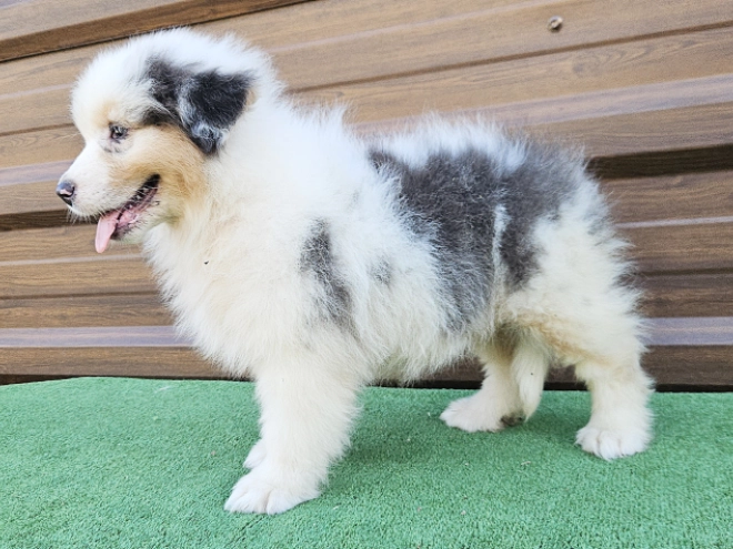 Australian Shepherd puppy for sale