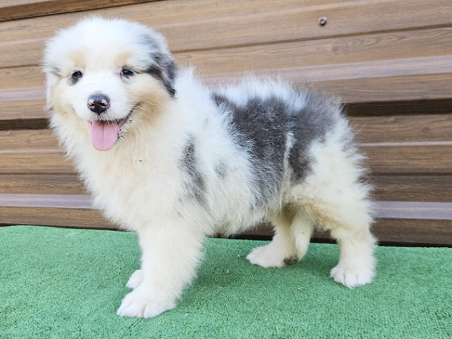 Australian Shepherd puppy for sale