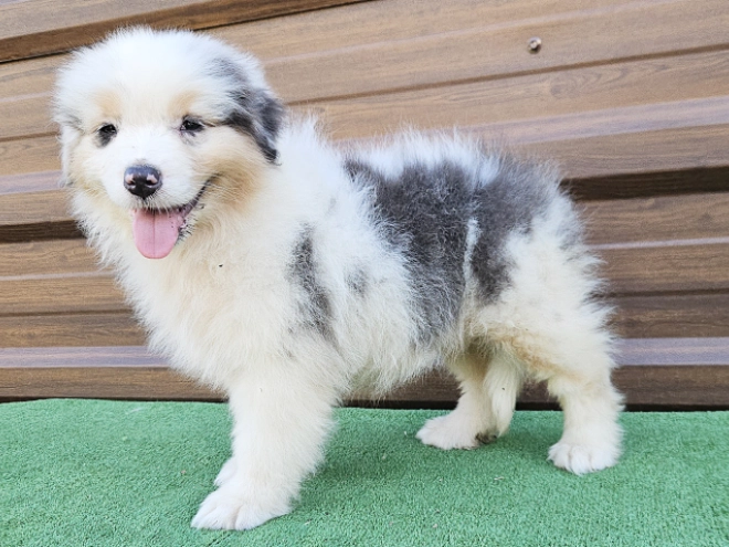 Australian Shepherd puppy for sale