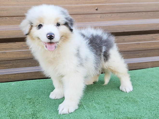 Australian Shepherd puppy for sale
