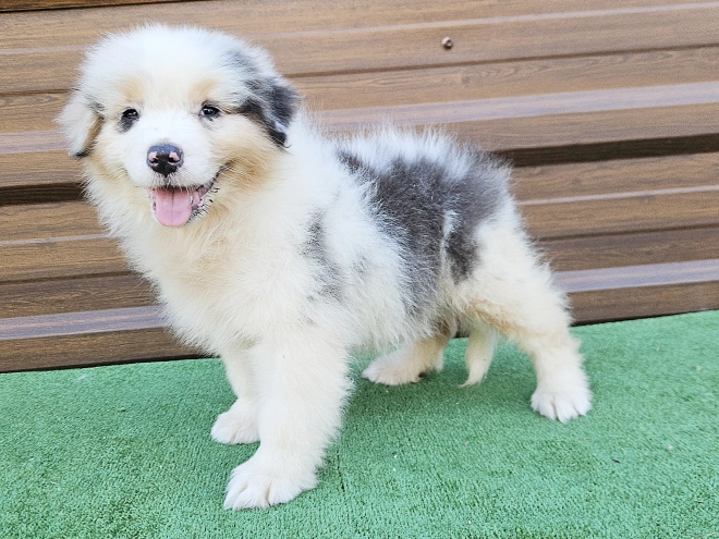 Australian Shepherd puppy for sale