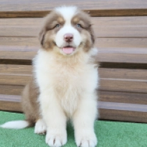 Storm, red tricolor Australian Shepherd for sale