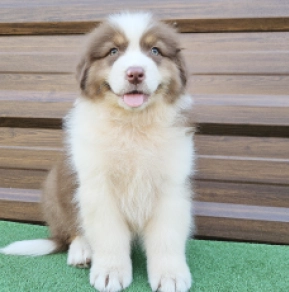 Australian Shepherd puppy for sale