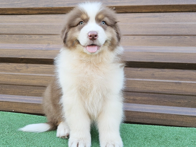 Australian Shepherd puppy for sale