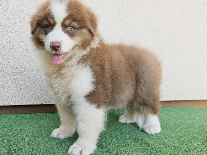 Australian Shepherd puppy for sale