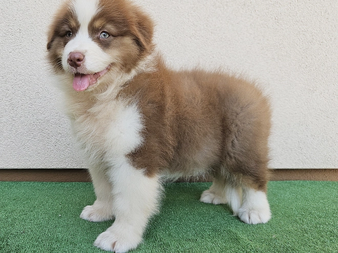 Australian Shepherd puppy for sale