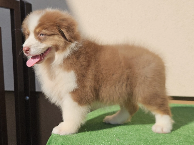 Australian Shepherd puppy for sale