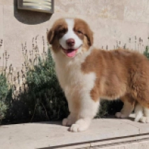 Storm, red tricolor Australian Shepherd for sale
