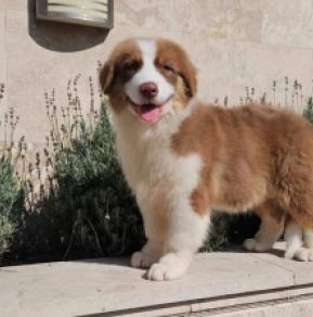Australian Shepherd puppy for sale