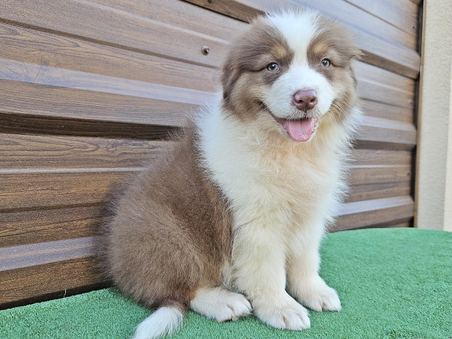 Australian Shepherd puppy for sale