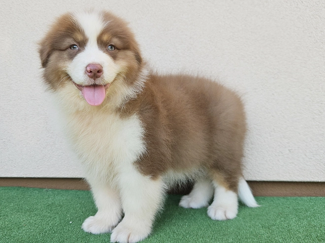 Australian Shepherd puppy for sale