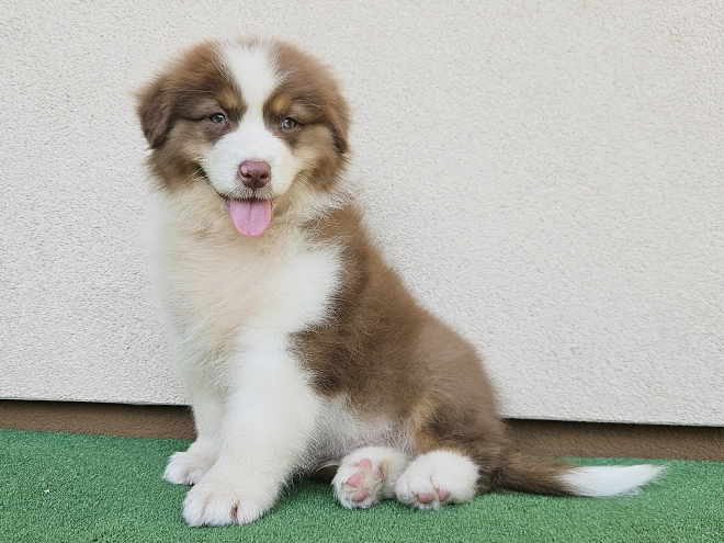 Australian Shepherd puppy for sale