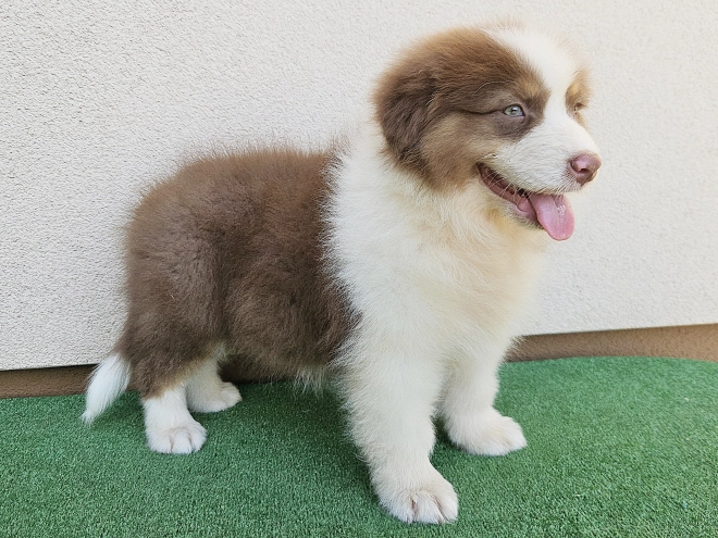Australian Shepherd puppy for sale