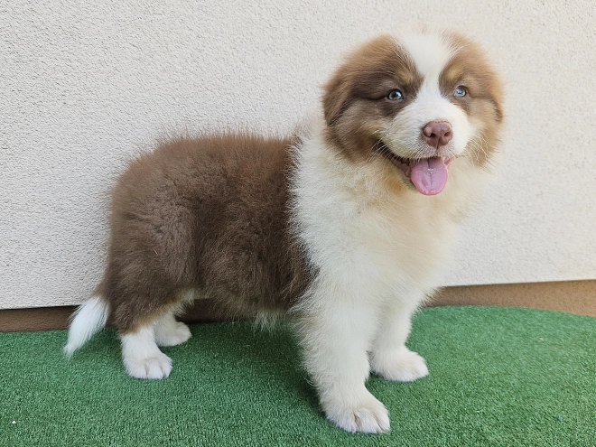 Australian Shepherd puppy for sale