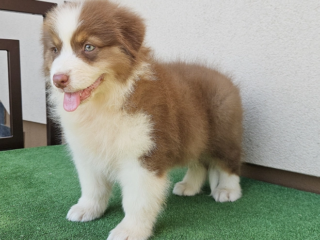 Australian Shepherd puppy for sale