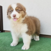 Storm, red tricolor Australian Shepherd for sale