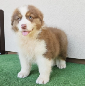 Australian Shepherd puppy for sale