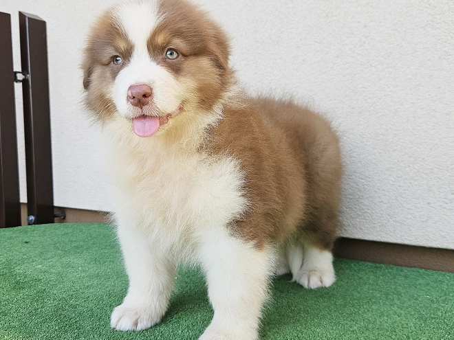 Australian Shepherd puppy for sale