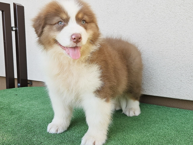 Australian Shepherd puppy for sale